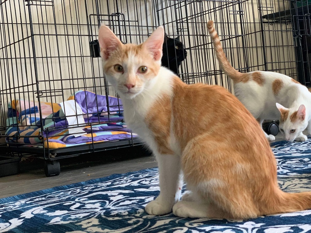Chandler Bing, an adoptable Domestic Short Hair in Clarksville, TN, 37042 | Photo Image 3