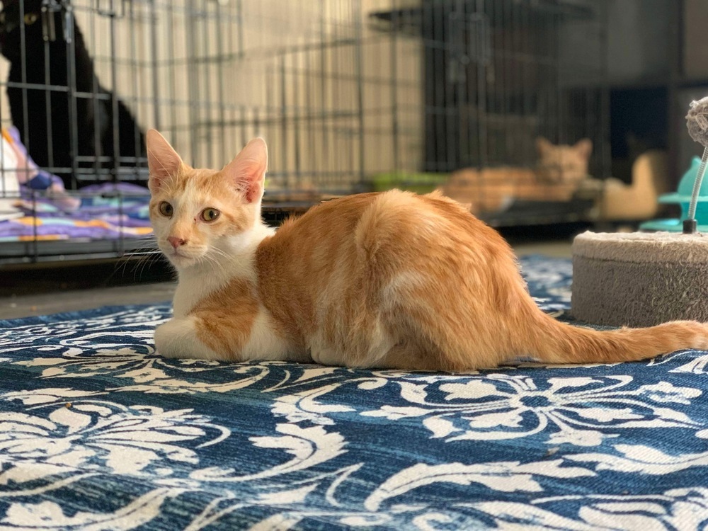 Chandler Bing, an adoptable Domestic Short Hair in Clarksville, TN, 37042 | Photo Image 4