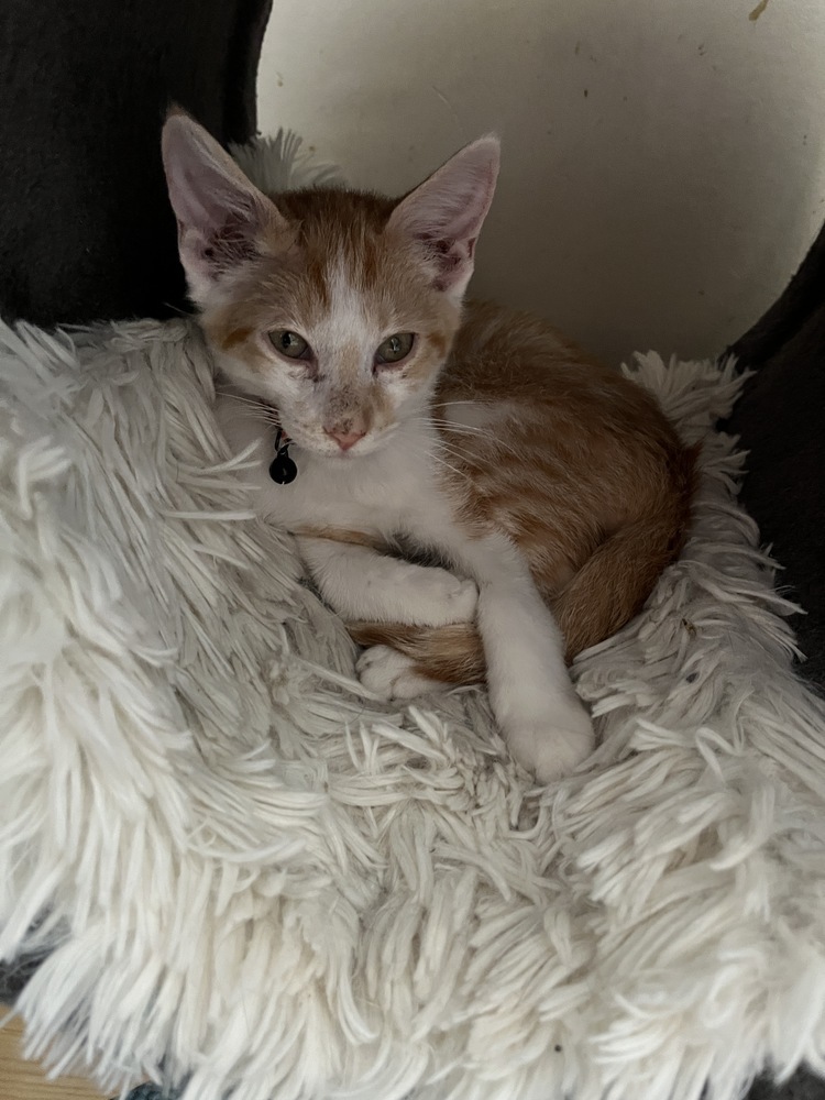 Chandler Bing, an adoptable Domestic Short Hair in Clarksville, TN, 37042 | Photo Image 5