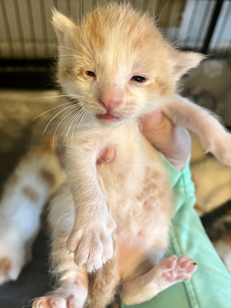 Chandler Bing, an adoptable Domestic Short Hair in Clarksville, TN, 37042 | Photo Image 6