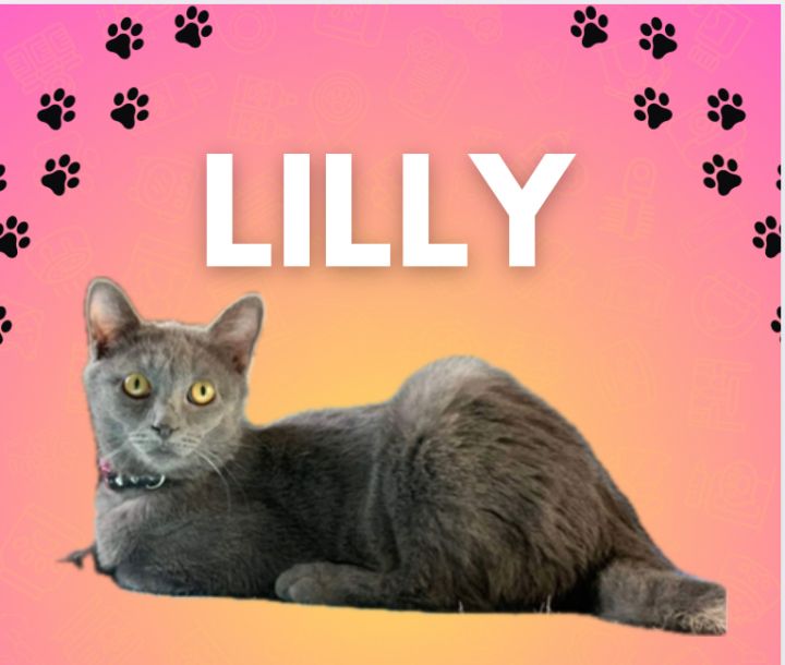 Lilly 1