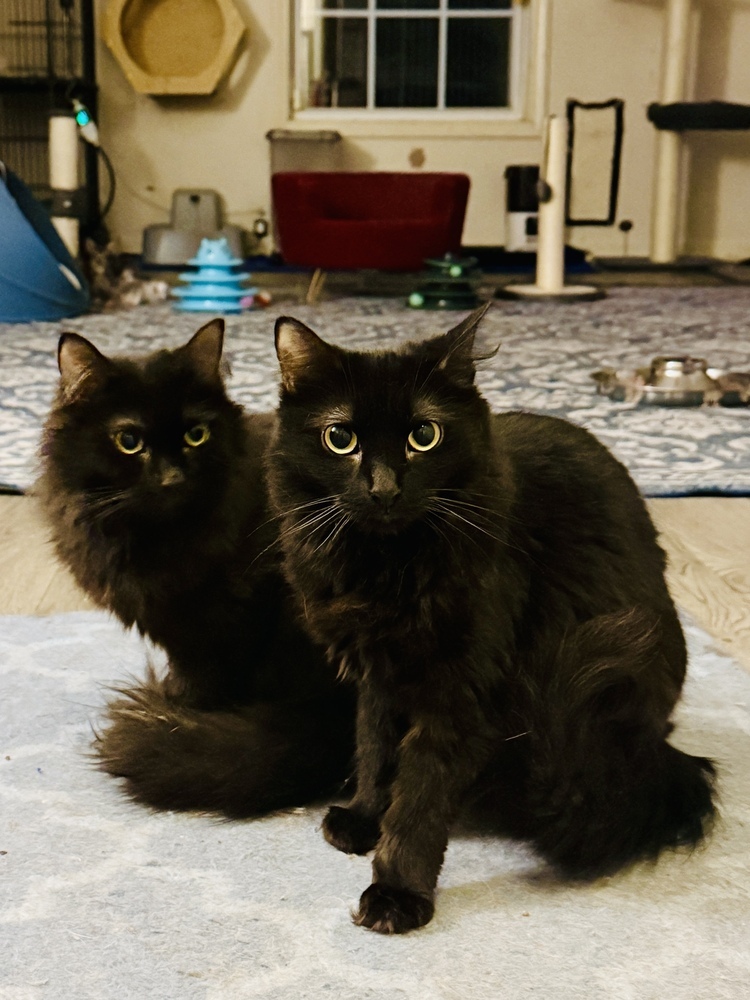 Taylor, an adoptable Domestic Long Hair in Clarksville, TN, 37042 | Photo Image 2