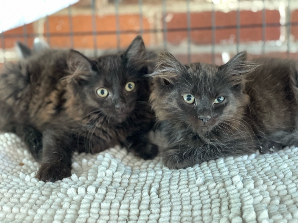 Taylor, an adoptable Domestic Long Hair in Clarksville, TN, 37042 | Photo Image 3