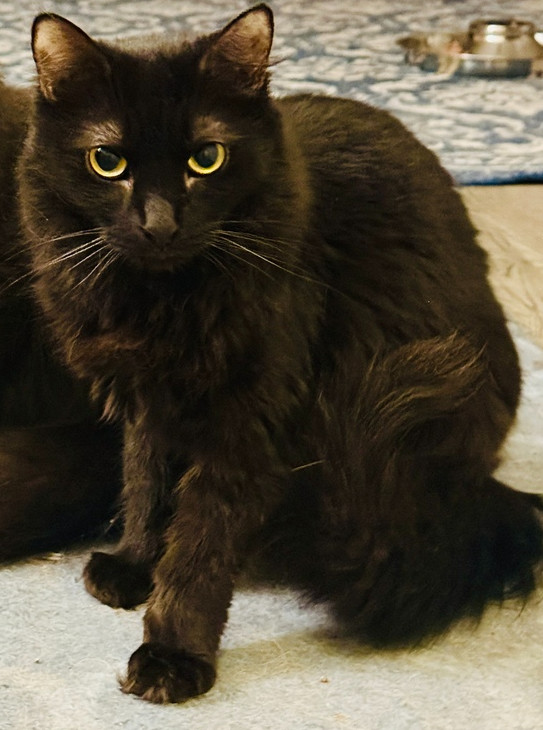 Bella, an adoptable Domestic Long Hair in Clarksville, TN, 37042 | Photo Image 1