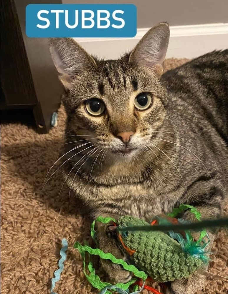 Stubbs, an adoptable Domestic Short Hair in Clarksville, TN, 37042 | Photo Image 1