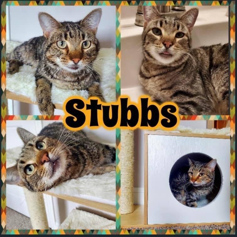 Stubbs, an adoptable Domestic Short Hair in Clarksville, TN, 37042 | Photo Image 2