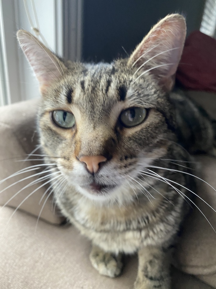 Stubbs, an adoptable Domestic Short Hair in Clarksville, TN, 37042 | Photo Image 3
