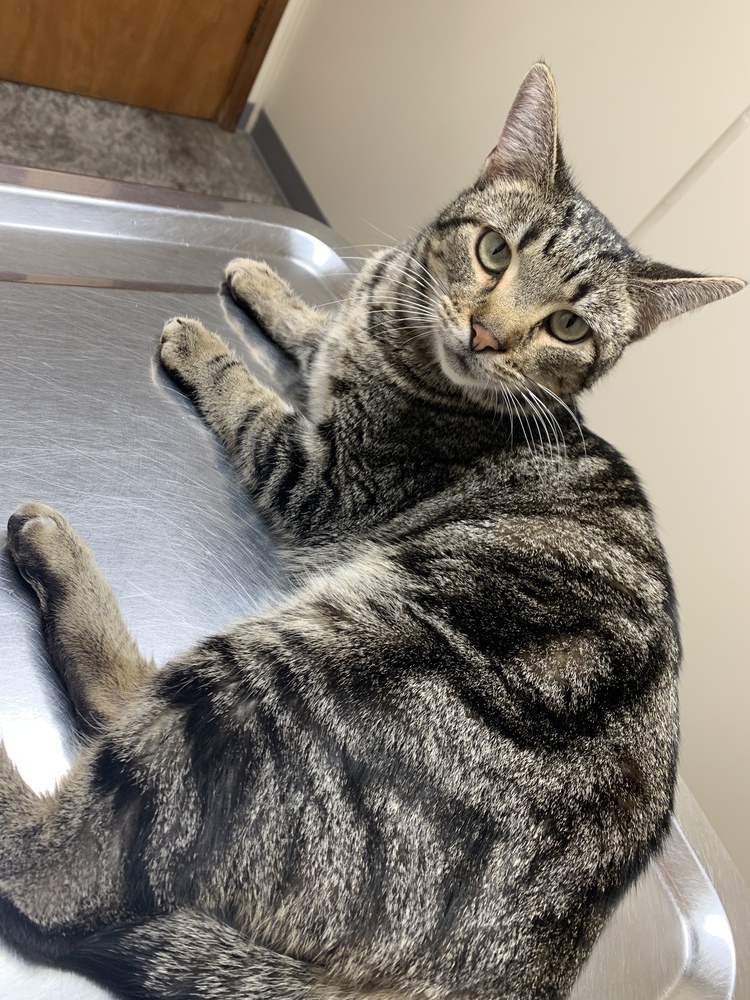 Stubbs, an adoptable Domestic Short Hair in Clarksville, TN, 37042 | Photo Image 4