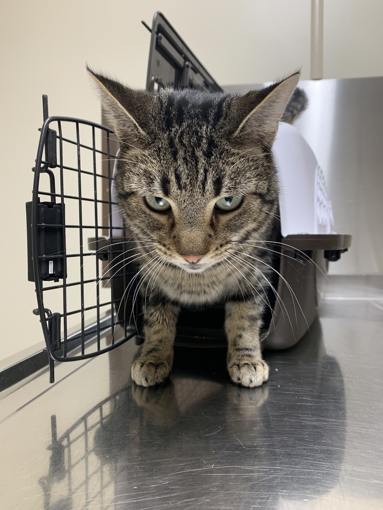 Stubbs, an adoptable Domestic Short Hair in Clarksville, TN, 37042 | Photo Image 5