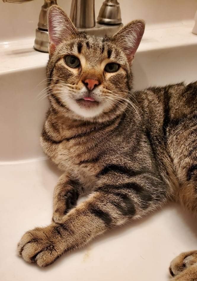 Stubbs, an adoptable Domestic Short Hair in Clarksville, TN, 37042 | Photo Image 6