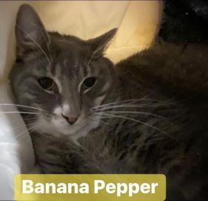 Banana Pepper