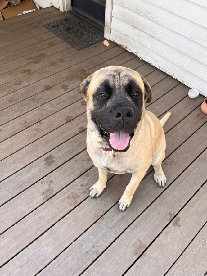 Dog for adoption Zeus 2, a Mastiff in Glendale, AZ Petfinder