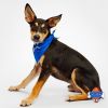Buster photo 1