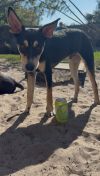 Buster photo 2