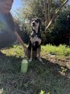 Buster photo 3