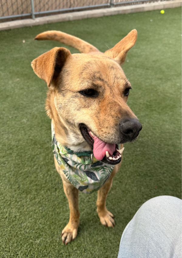 Honey, an adoptable Jindo in Oceanside, CA, 92054 | Photo Image 1