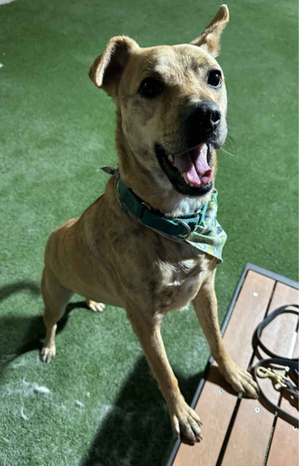 Honey, an adoptable Jindo in Oceanside, CA, 92054 | Photo Image 2