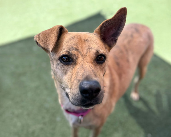 Honey, an adoptable Jindo in Oceanside, CA, 92054 | Photo Image 3