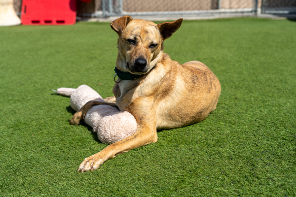 Honey, an adoptable Jindo in Oceanside, CA, 92054 | Photo Image 4