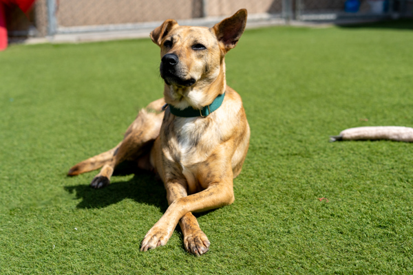Honey, an adoptable Jindo in Oceanside, CA, 92054 | Photo Image 5