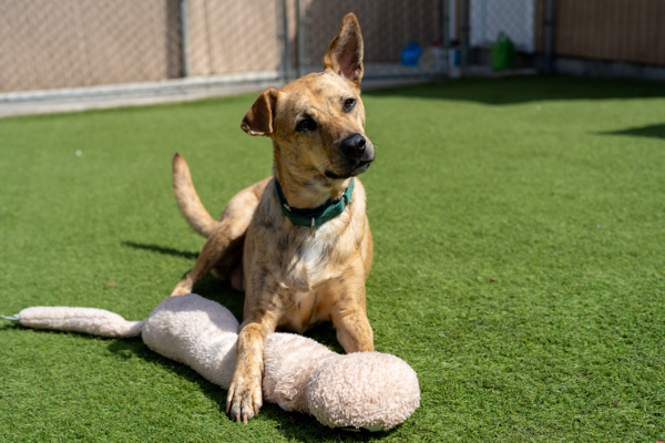 Honey, an adoptable Jindo in Oceanside, CA, 92054 | Photo Image 6