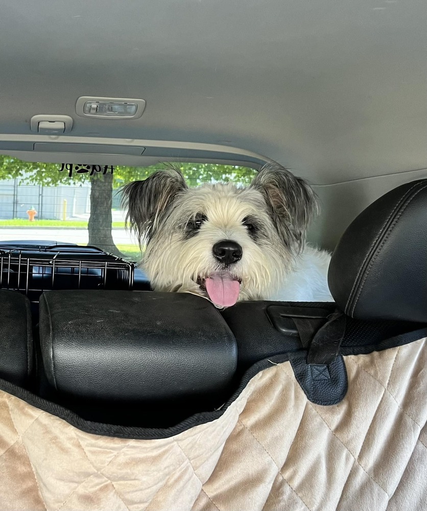 Odin, an adoptable Schnauzer, Papillon in Chattanooga, TN, 37421 | Photo Image 3