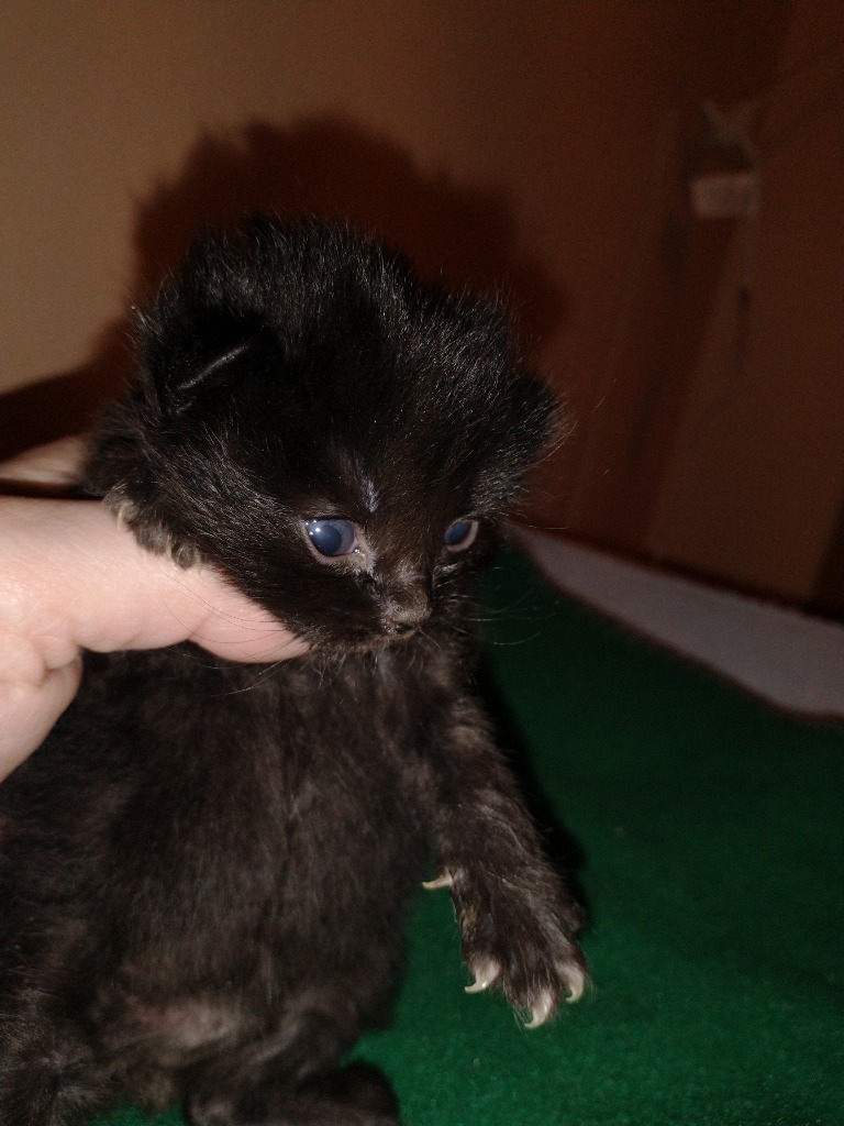 Ashford, an adoptable Domestic Medium Hair in Palmer, AK, 99645 | Photo Image 1