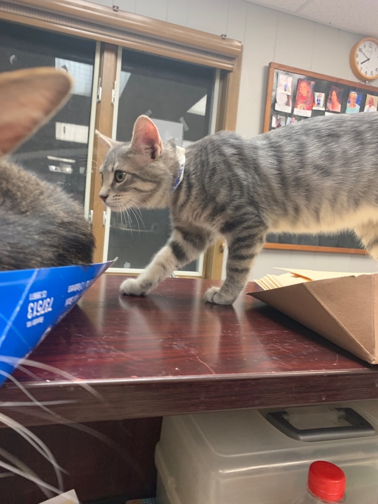 Cat for adoption Beo, a Domestic Short Hair Mix in Algona, IA Petfinder