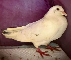 Ripley is a white homing pigeon which means she was most likely a survivor of a wedding or funeral r