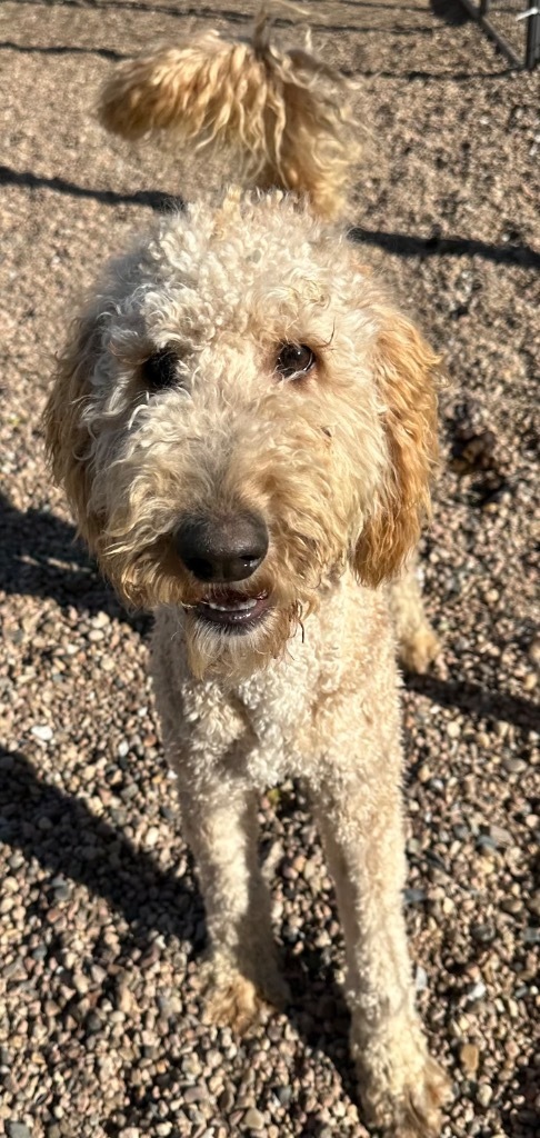 Junior, an adoptable Poodle, Golden Retriever in Hastings, NE, 68901 | Photo Image 1