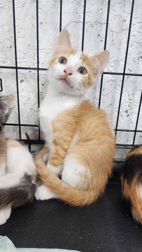 Chance, an adoptable Domestic Short Hair in Brownwood, TX, 76801 | Photo Image 1