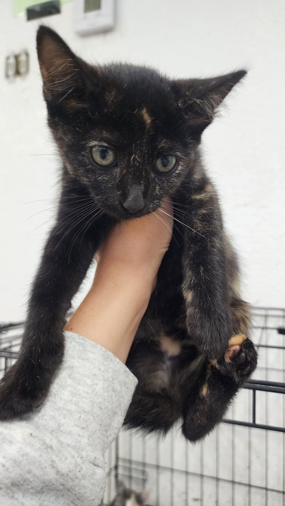 Ella, an adoptable Domestic Short Hair in Brownwood, TX, 76801 | Photo Image 1