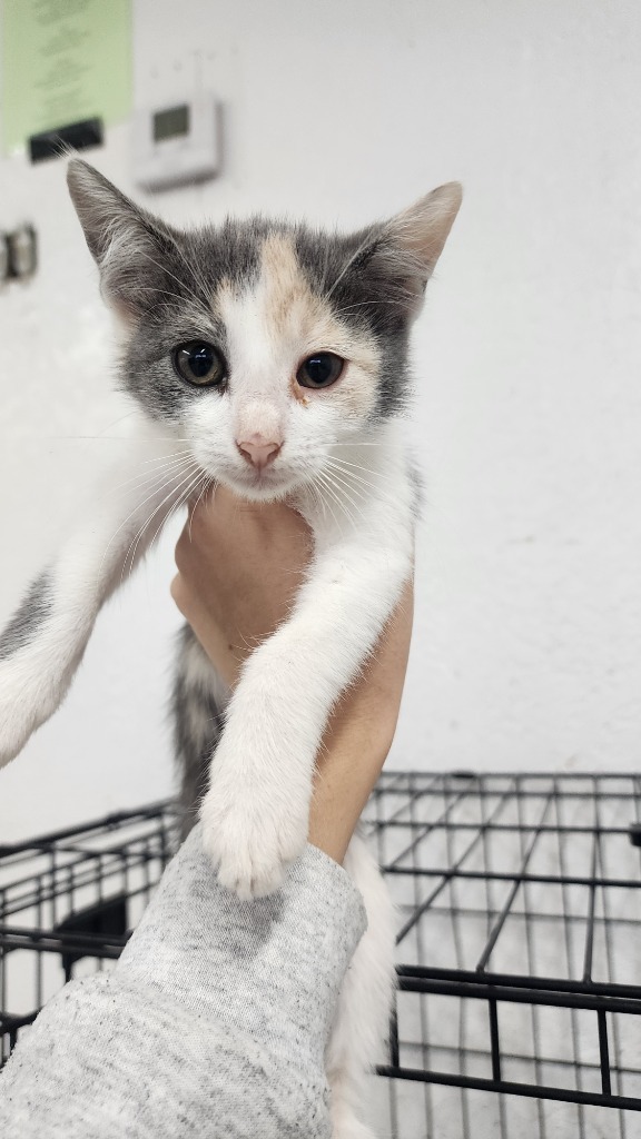 Dolly, an adoptable Domestic Short Hair in Brownwood, TX, 76801 | Photo Image 1