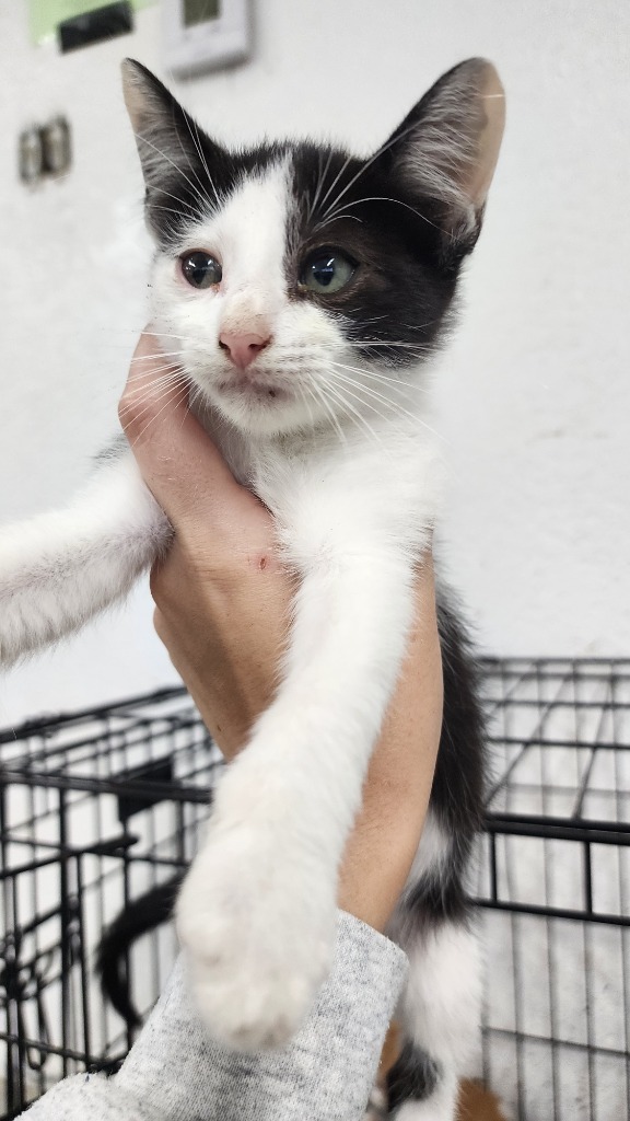 Brody, an adoptable Domestic Short Hair in Brownwood, TX, 76801 | Photo Image 1