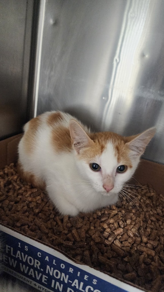 Hazel, an adoptable Domestic Short Hair in Brownwood, TX, 76801 | Photo Image 1