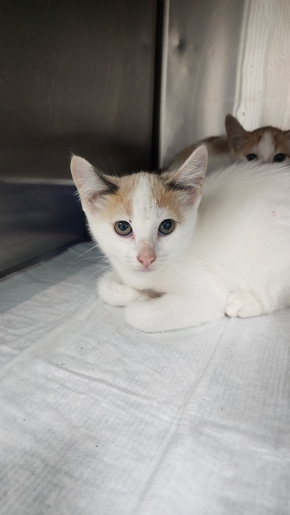 Ginger, an adoptable Domestic Short Hair in Brownwood, TX, 76801 | Photo Image 1