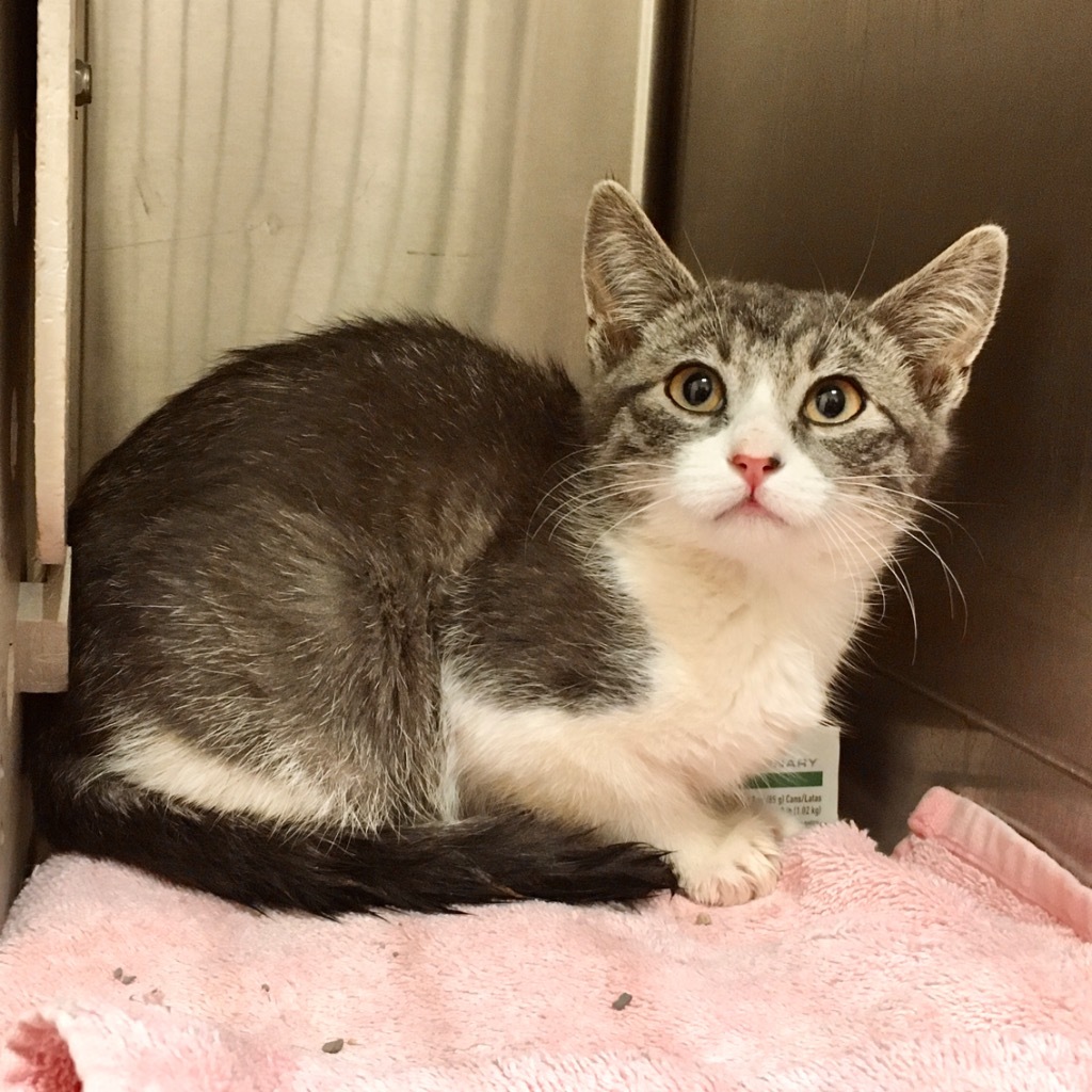 Everest, an adoptable Domestic Short Hair in Heber City, UT, 84032 | Photo Image 1