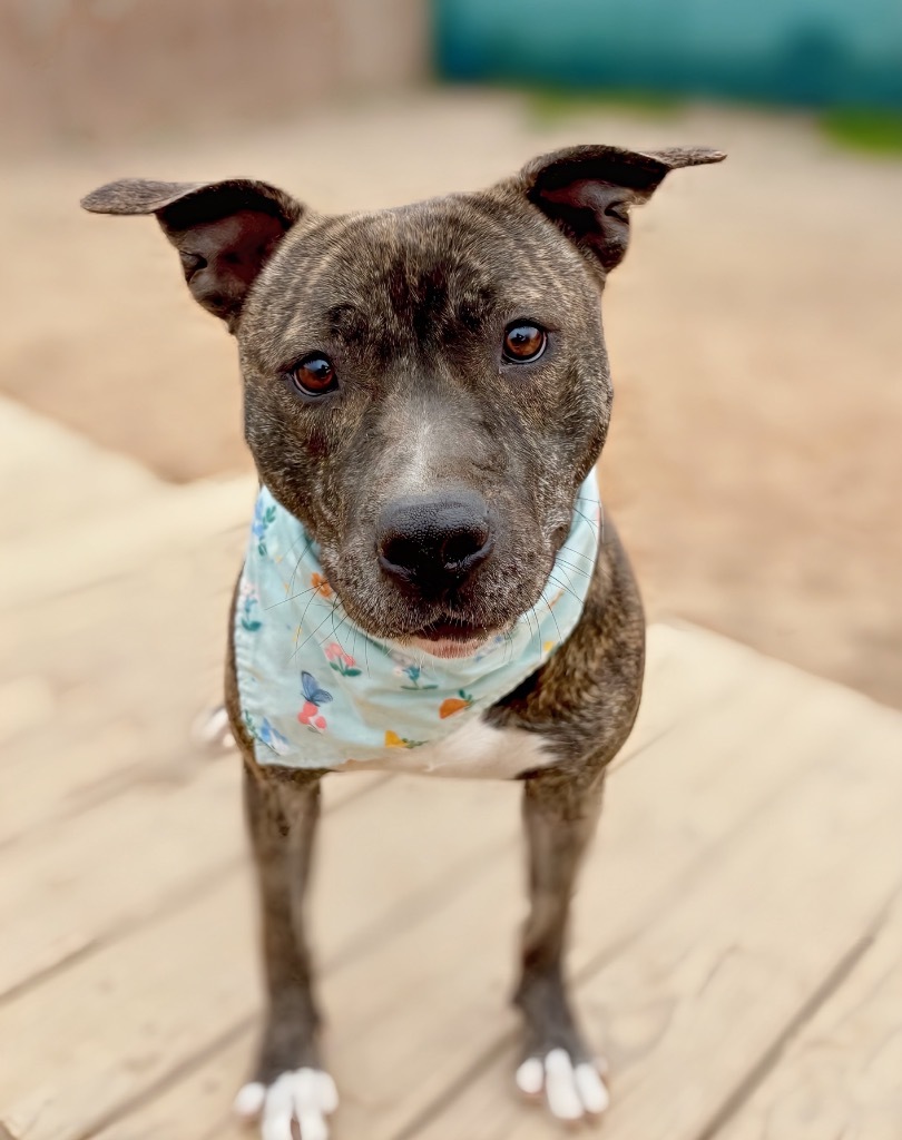 Pebbles (Story), an adoptable Mixed Breed in Muskegon, MI, 49442 | Photo Image 1