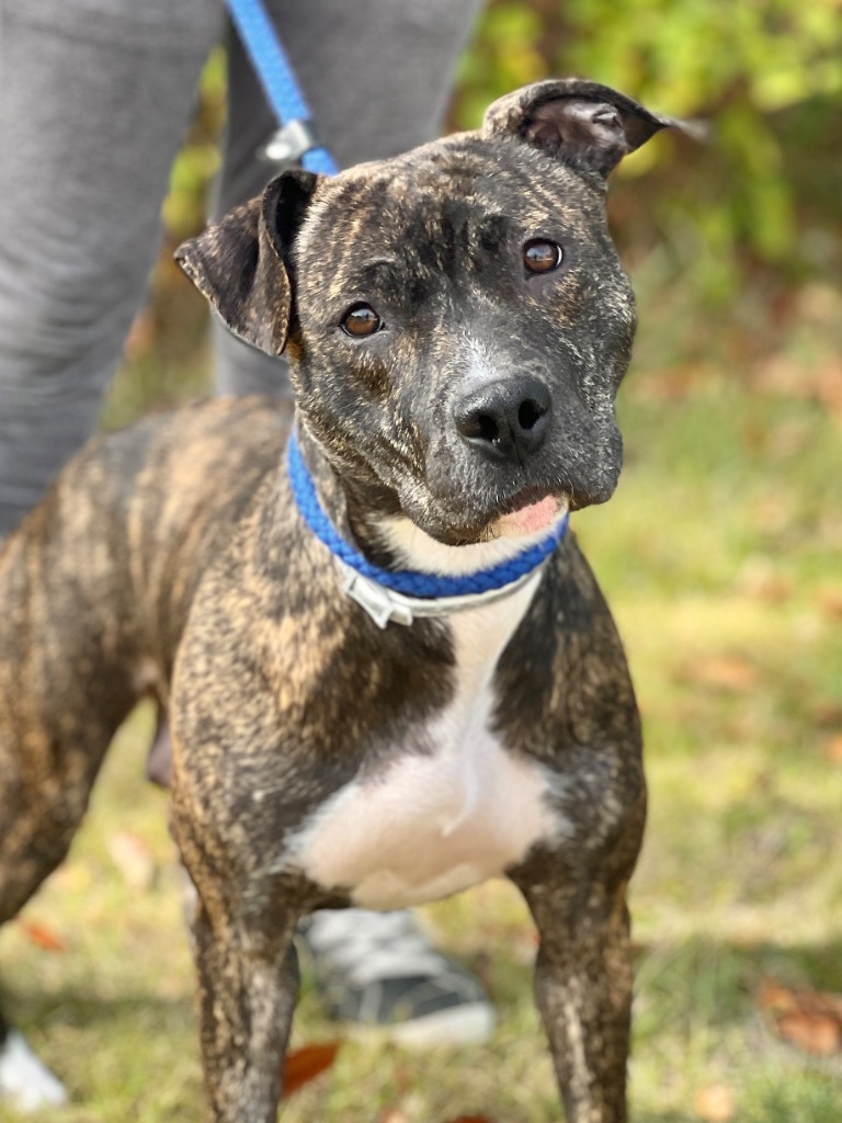 Pebbles (Story), an adoptable Mixed Breed in Muskegon, MI, 49442 | Photo Image 2