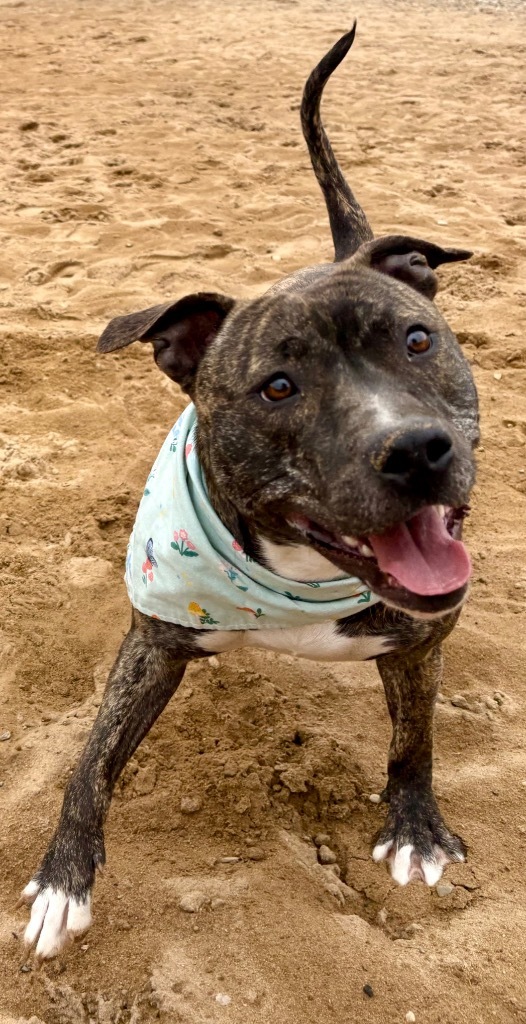 Pebbles (Story), an adoptable Mixed Breed in Muskegon, MI, 49442 | Photo Image 3