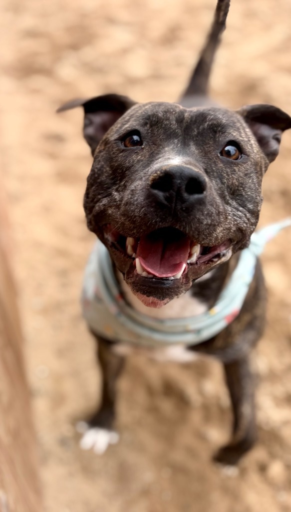 Pebbles (Story), an adoptable Mixed Breed in Muskegon, MI, 49442 | Photo Image 4
