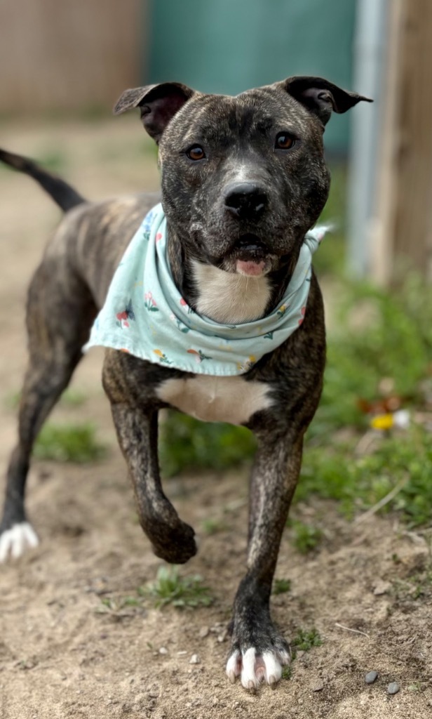 Pebbles (Story), an adoptable Mixed Breed in Muskegon, MI, 49442 | Photo Image 5