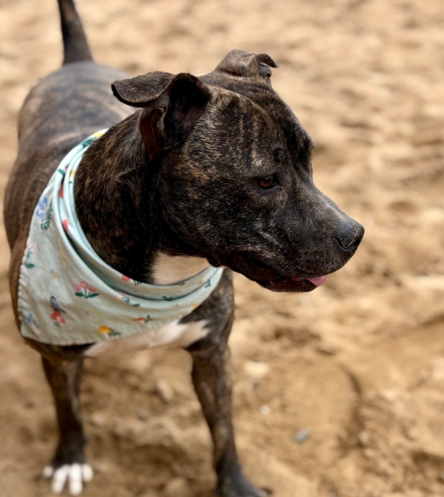 Pebbles (Story), an adoptable Mixed Breed in Muskegon, MI, 49442 | Photo Image 6