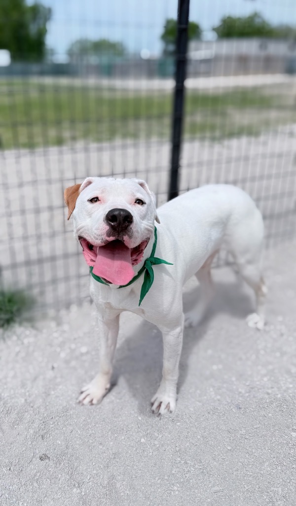 Dupree2 (foster), an adoptable Mixed Breed in Muskegon, MI, 49442 | Photo Image 1
