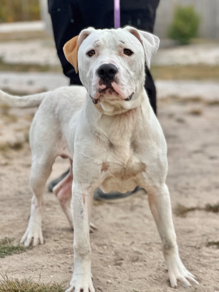 Dupree2 (foster), an adoptable Mixed Breed in Muskegon, MI, 49442 | Photo Image 2