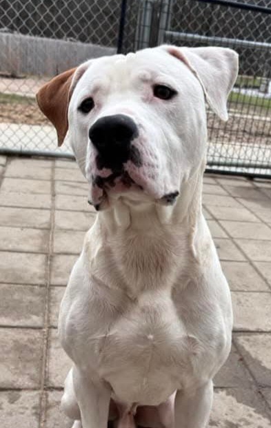 Dupree2 (foster), an adoptable Mixed Breed in Muskegon, MI, 49442 | Photo Image 3