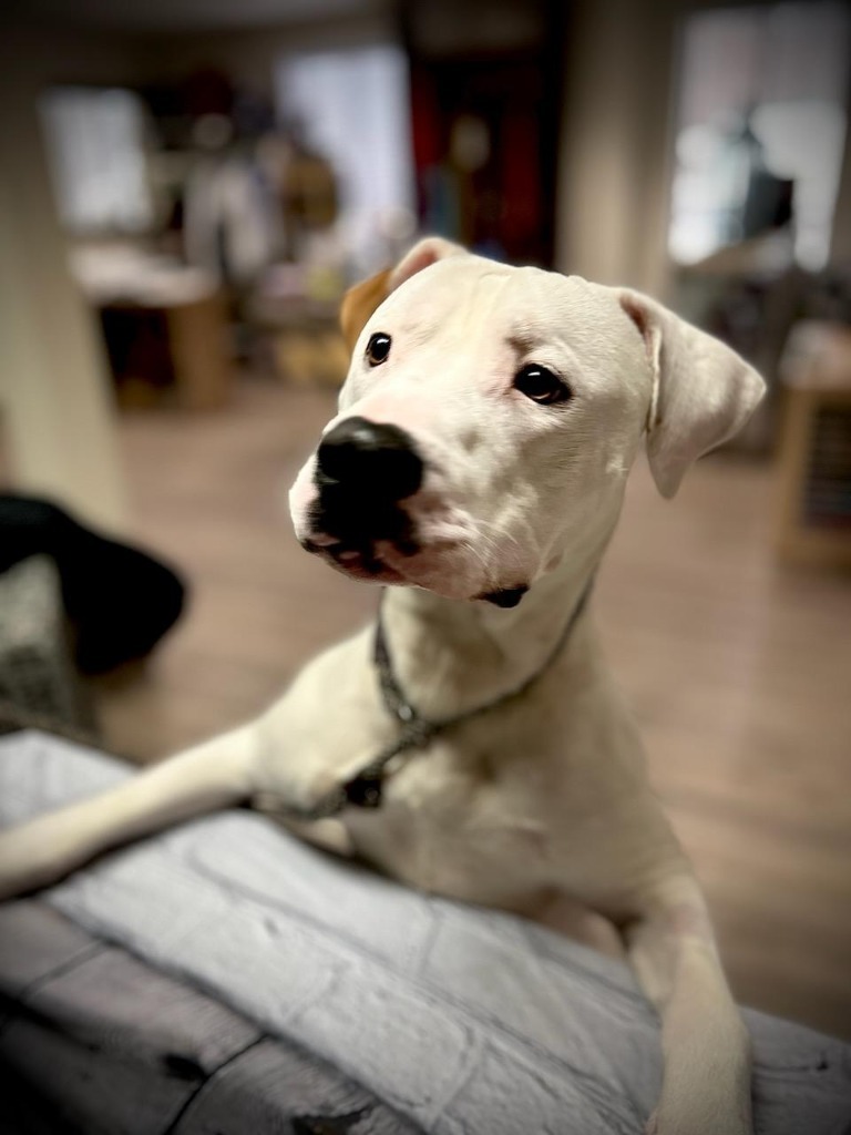 Dupree2 (foster), an adoptable Mixed Breed in Muskegon, MI, 49442 | Photo Image 4