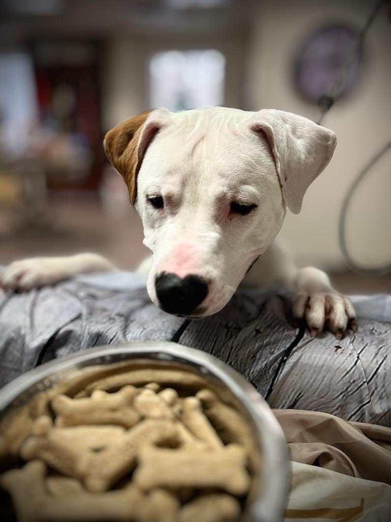 Dupree2 (foster), an adoptable Mixed Breed in Muskegon, MI, 49442 | Photo Image 5
