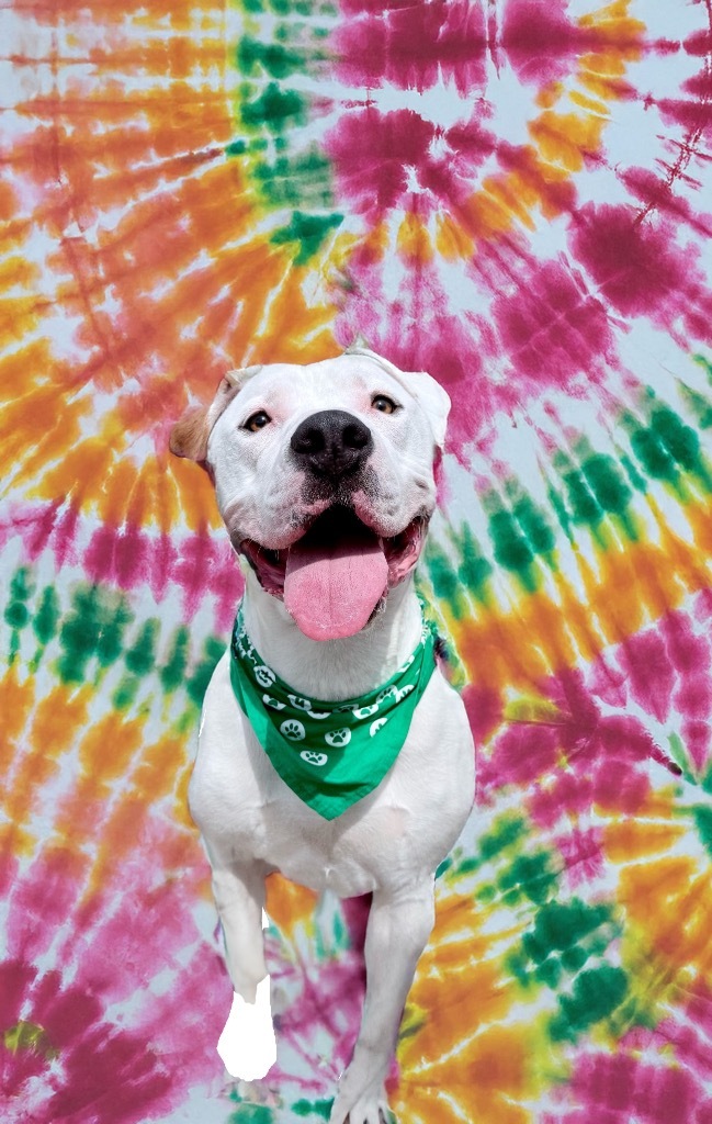 Dupree2 (foster), an adoptable Mixed Breed in Muskegon, MI, 49442 | Photo Image 6
