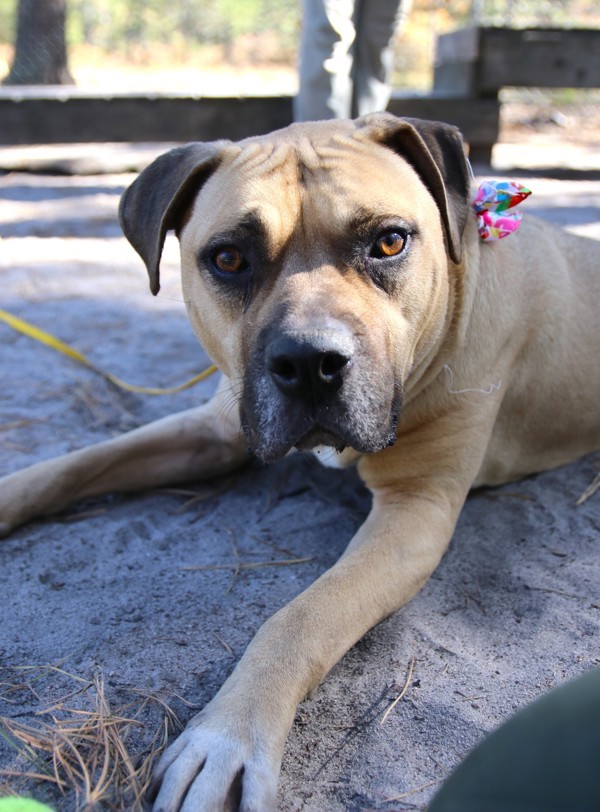 Passama, an adoptable Bullmastiff in Forked River, NJ, 08731 | Photo Image 4